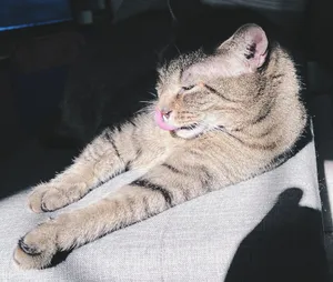 Cat finishes bathing in a sunbeam