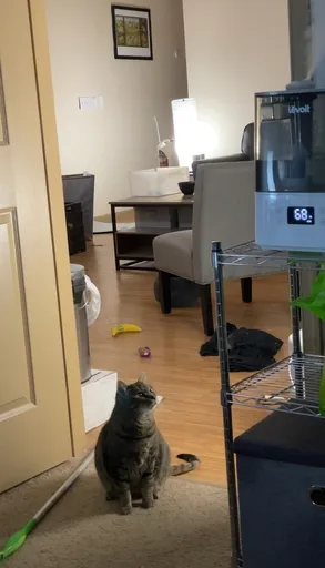 Gigi is unsure of the humidifier