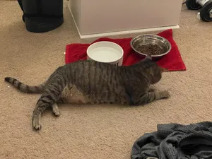 Getting her dinner and hydration